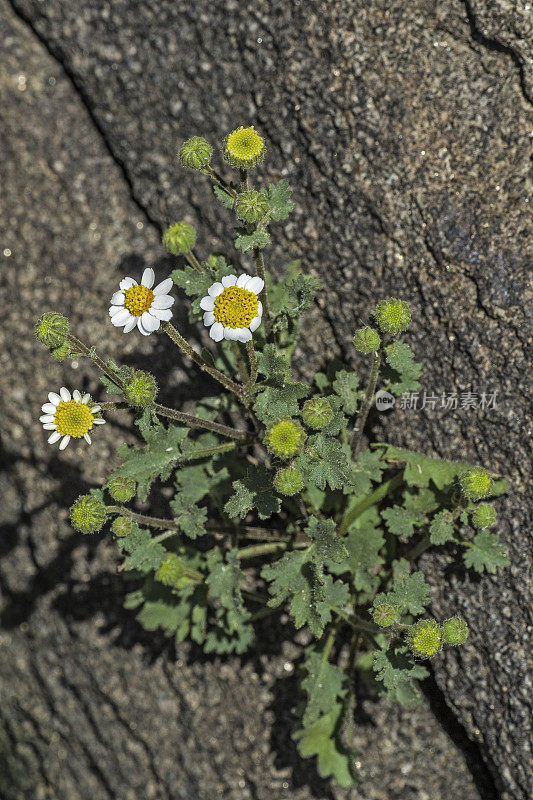 埃默里的岩石雏菊，Perityle emoryi，约书亚树国家公园，加利福尼亚州，莫哈韦沙漠
